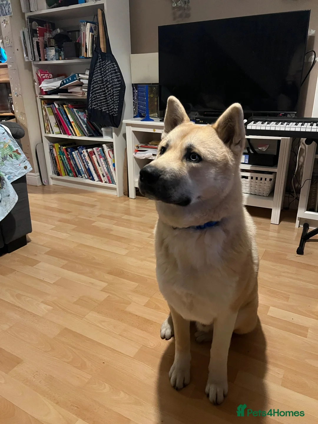 Huskita dogs for sale: Beautiful Blonde/Light Brown Huskita in Manchester - Advert 1