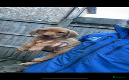 Labrador Retriever dogs for sale: Fox Red Labrador Puppies For Sale - Image 8