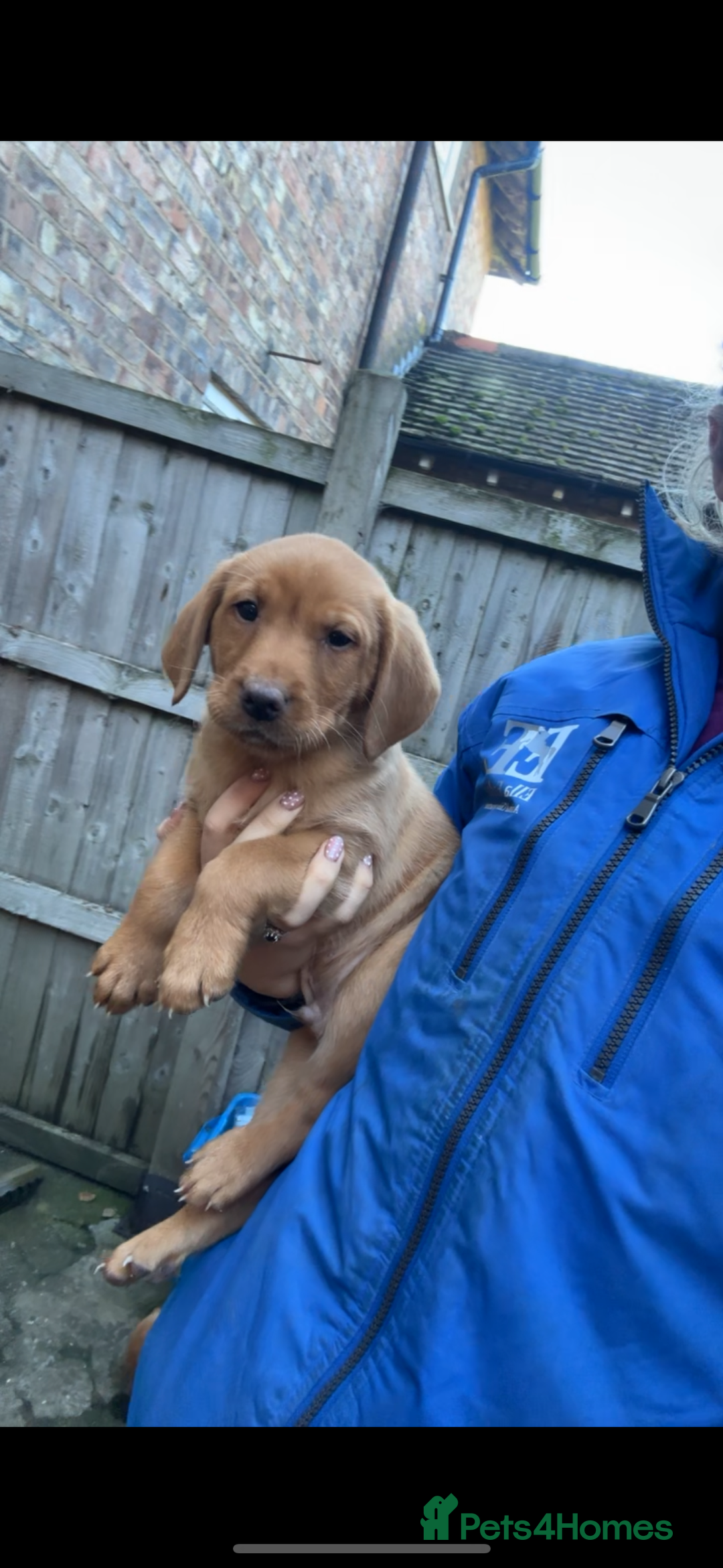 Labrador Retriever dogs for sale: Fox Red Labrador Puppies For Sale - Image 8