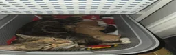 Mixed Breed cats for sale: 5 kittens  - Advert 2