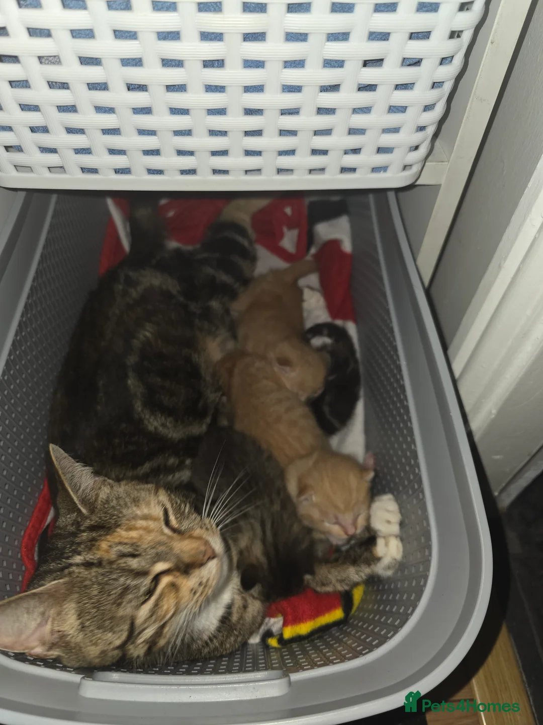 Mixed Breed cats for sale: 5 kittens  - Advert 2