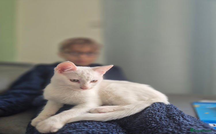 Mixed Breed cats - Advert 11