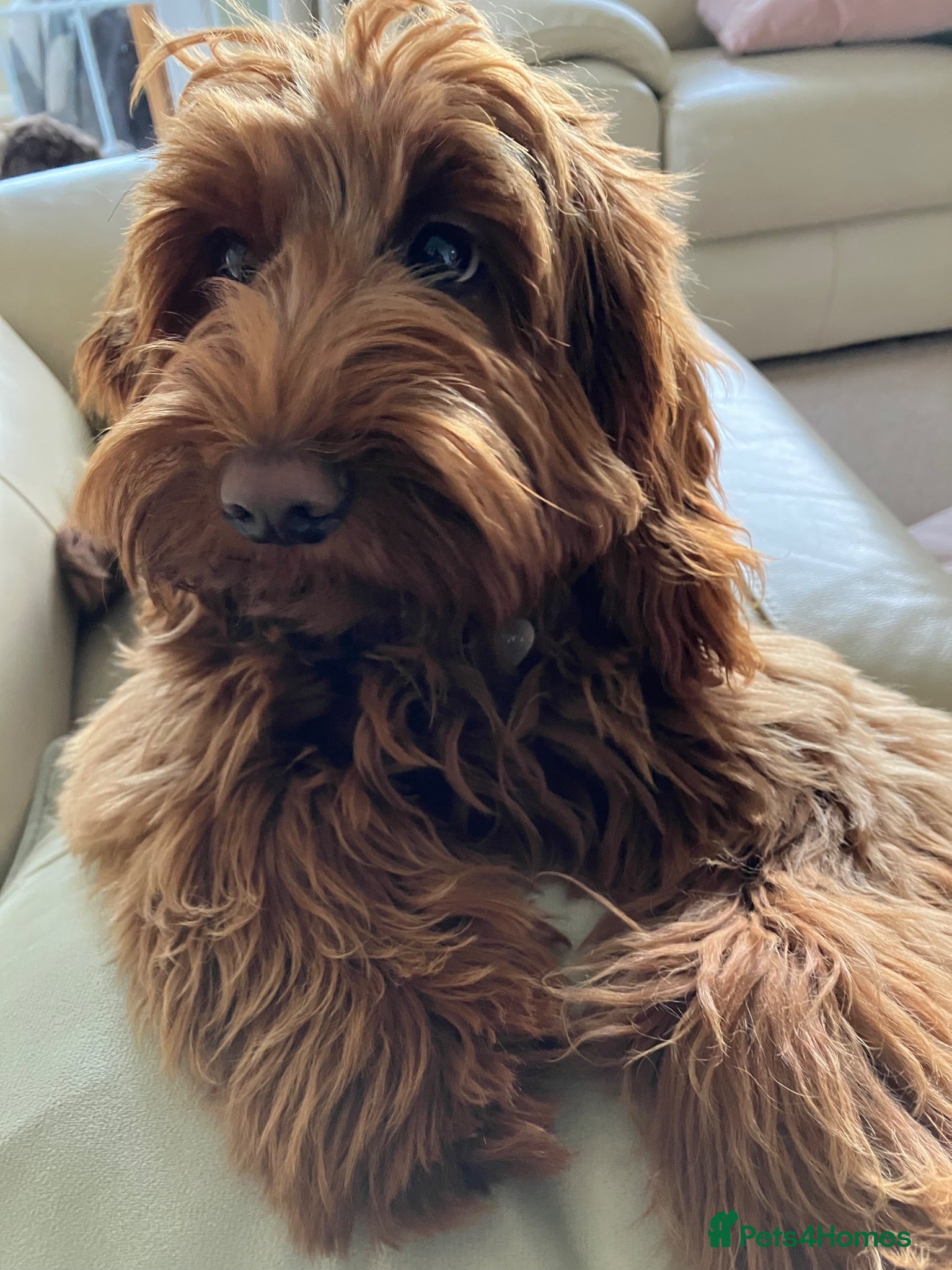 Australian Labradoodle dogs Multigenerational Australian Labradoodle puppies  - Advert 1