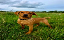 Labrador Retriever dogs for sale: Beautiful labrador Girl - Image 4