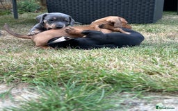 Miniature Dachshund dogs for sale: Miniature Dachshund Pups  in Banbury - Image 32