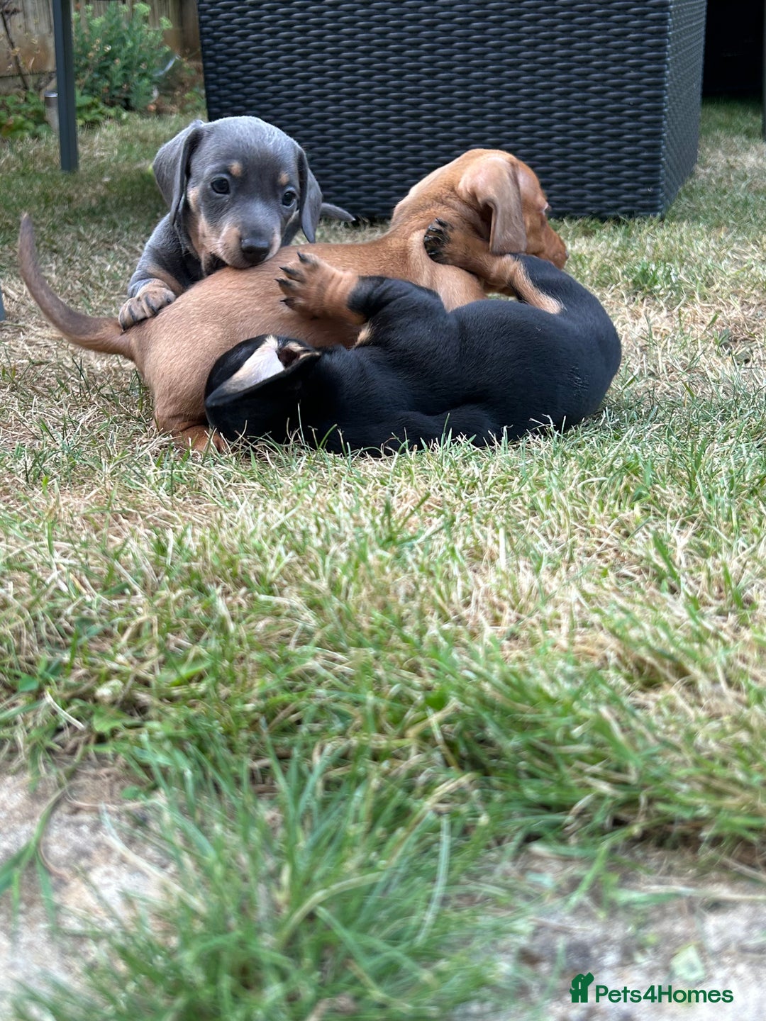 Miniature Dachshund dogs for sale: Miniature Dachshund Pups  in Banbury - Image 32