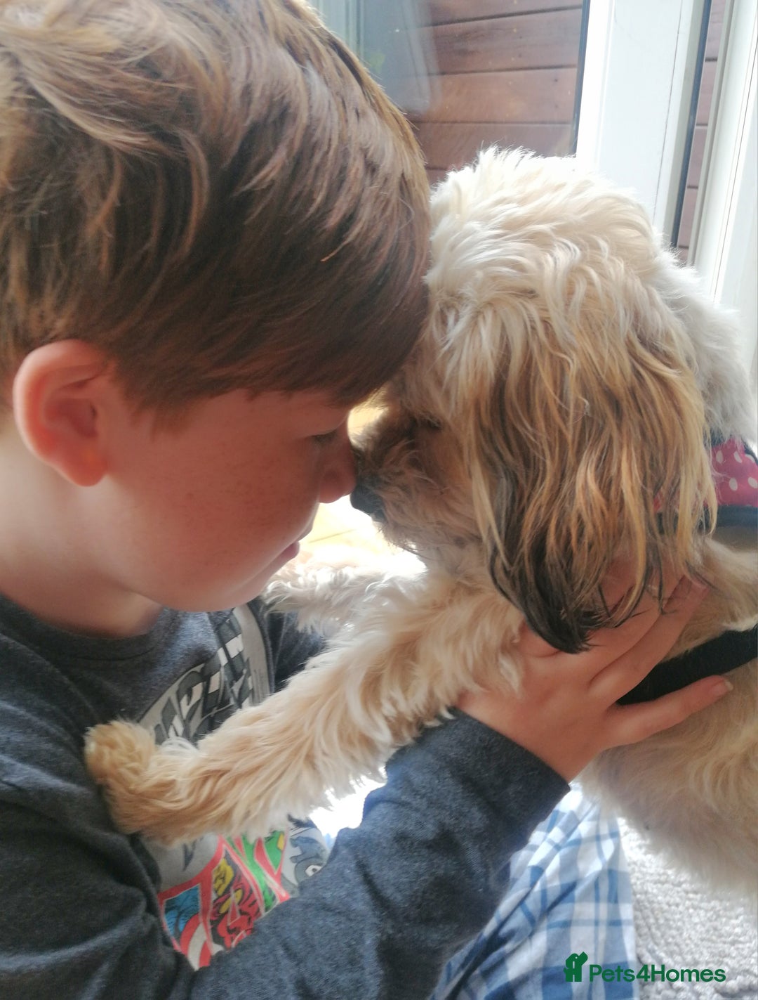Cavapoo dogs for sale: Toy Cavapoo puppies - Image 31