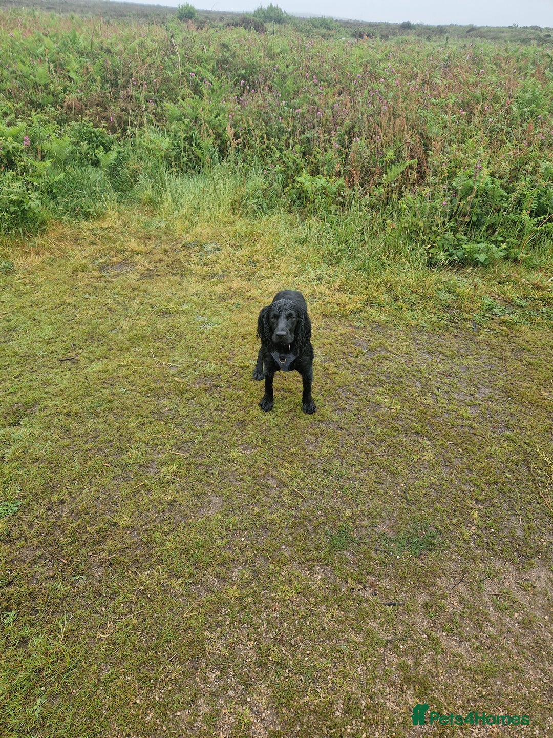 Cocker Spaniel dogs for sale: cocker spaniel  - Image 2