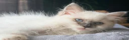Ragdoll cats for sale: 🐾💙 GORGEOUS RAGDOLL KITTENS  - Advert 6