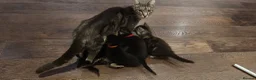 Mixed Breed cats for sale: Maine Coon mix kittens  - Advert 7