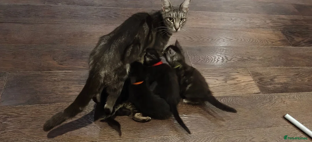 Mixed Breed cats for sale: Maine Coon mix kittens  - Advert 7