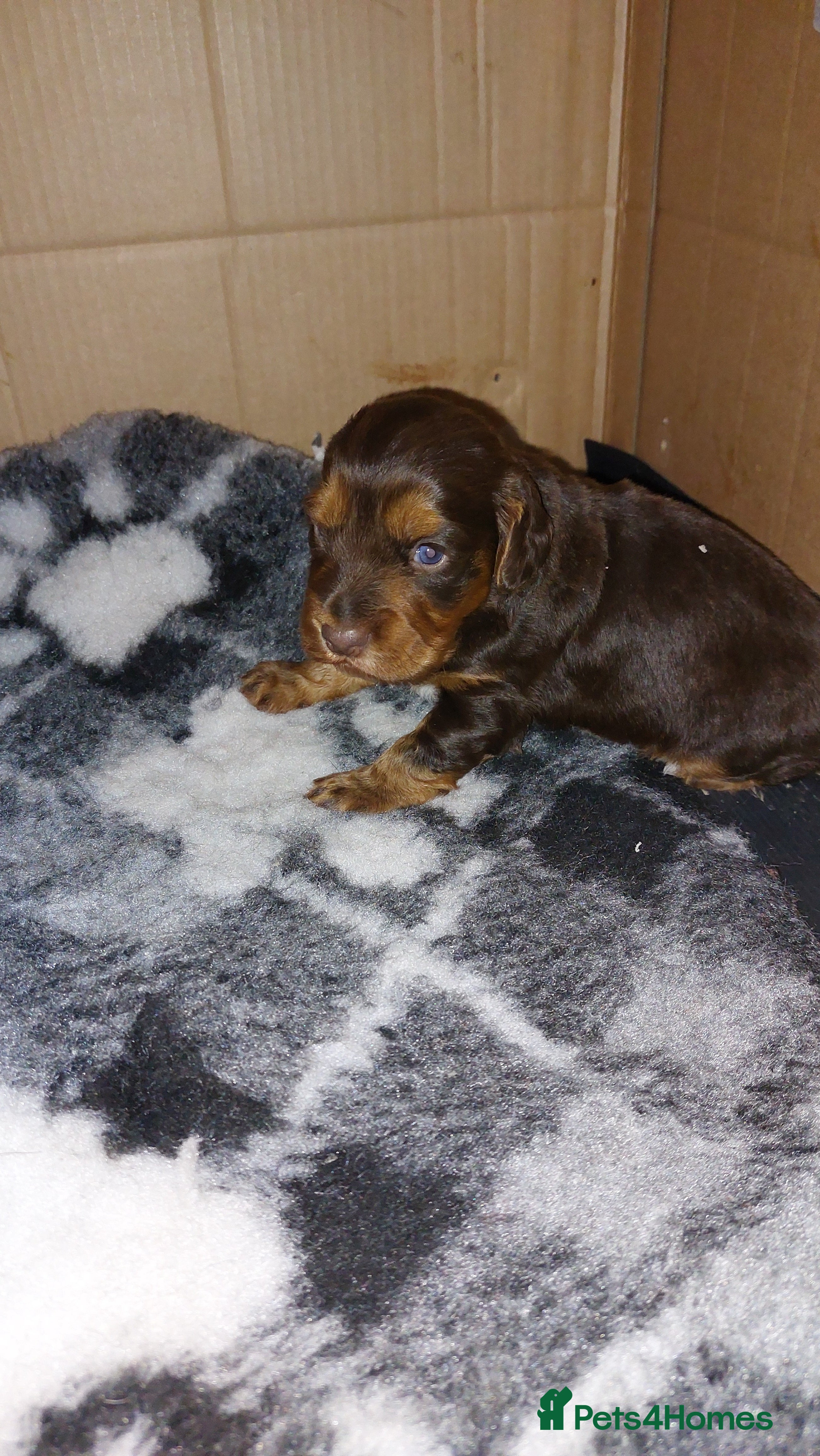 Cocker Spaniel dogs WORKING COCKER SPANIEL  - Advert 12