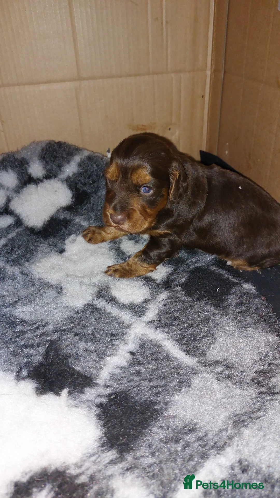 Cocker Spaniel dogs for sale: FEMALE KC REG WORKING COCKER SPANIEL  - Advert 1