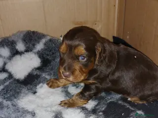 Cocker Spaniel dogs WORKING COCKER SPANIEL - Advert 16