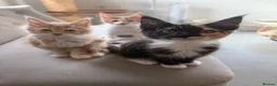 Maine Coon cats for sale: Maine coon kittens - Advert 8