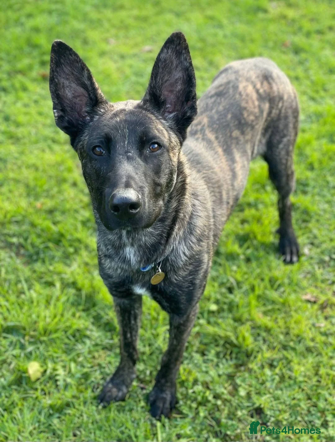 Belgian Shepherd Dog dogs for adoption: SHADOW - Advert 1