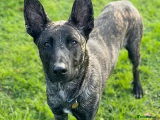 Belgian Shepherd Dog dogs SHADOW - Advert 1