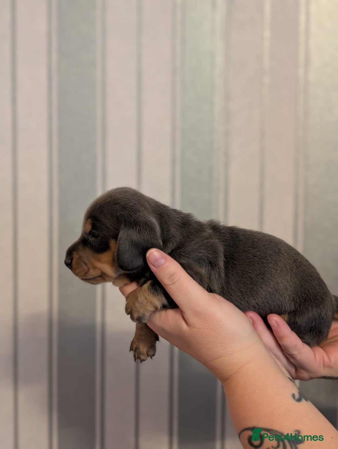 Miniature Dachshund dogs for sale: Miniature Dachshund Puppies For Sale  - Advert 17