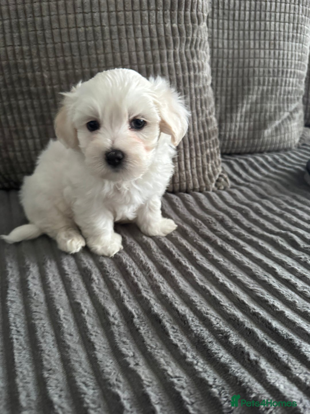 Bichon Frise dogs for sale: Four gorgeous boys and two wonderful girls - Image 12
