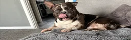 American Bully dogs for sale: Male Merle pocket bully  in Portsmouth - Advert 2