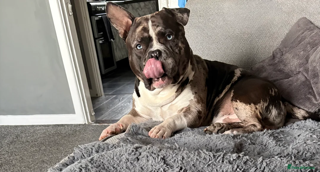 American Bully dogs for sale: Male Merle pocket bully  in Portsmouth - Advert 2