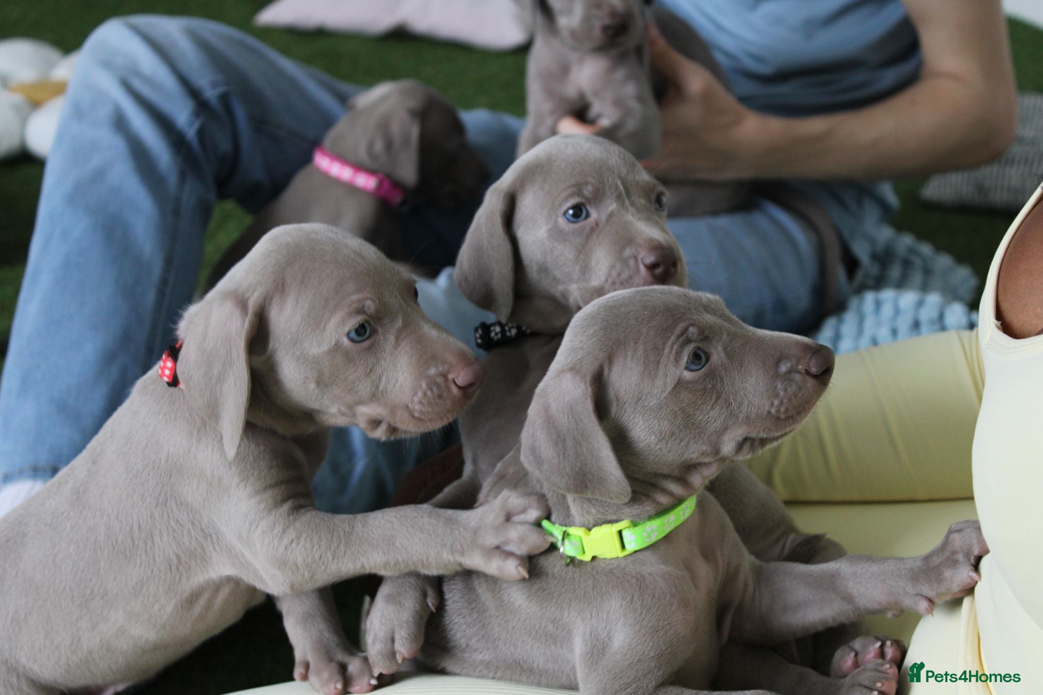 Weimaraner dogs Stunning pedigree puppies, London, ready 18 Sep - Advert 13