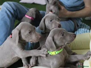 Weimaraner dogs Stunning pedigree puppies, London, ready 18 Sep - Advert 2