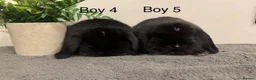 Mini Lop rabbits for sale: Stunning Mini Lops, Ready To Reserved🐰✨ - Advert 4