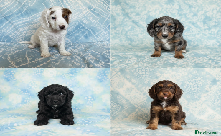 Cockapoo dogs - Advert 2