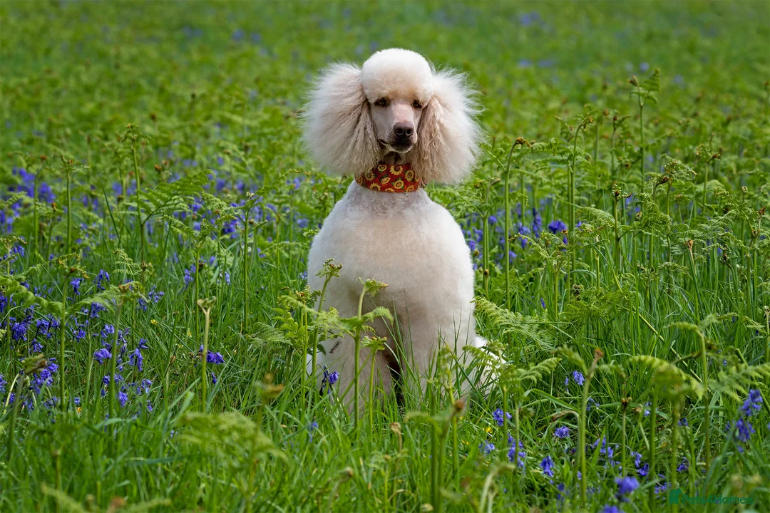 Standard Poodle dogs for stud: SUPERB KC HEALTH TESTED STANDARD POODLE.. in Newport - Advert 5