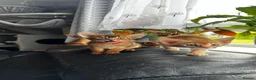 Abyssinian cats for sale: Abyssinian kittens  - Advert 8