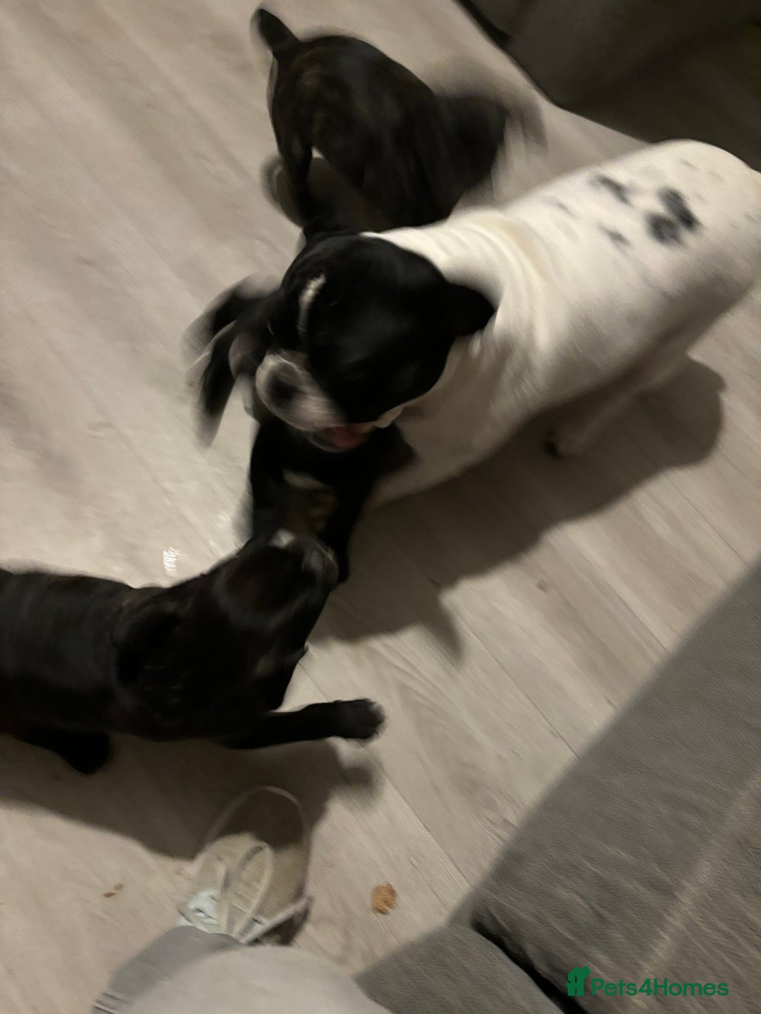 Frug dogs for sale: 4 Male Frugs, Available now! - Image 11