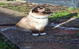 Mixed Breed cats for sale: Black and white kittens  - Image 1