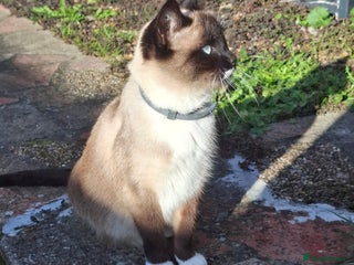 Mixed Breed cats for sale - Advert 1