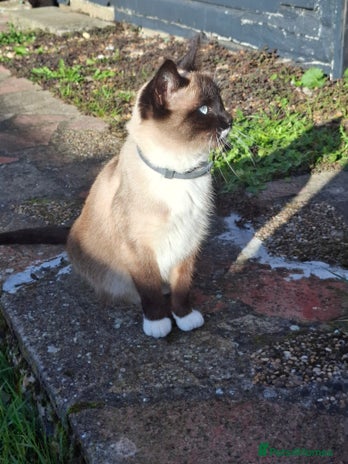 Mixed Breed cats - Advert 6