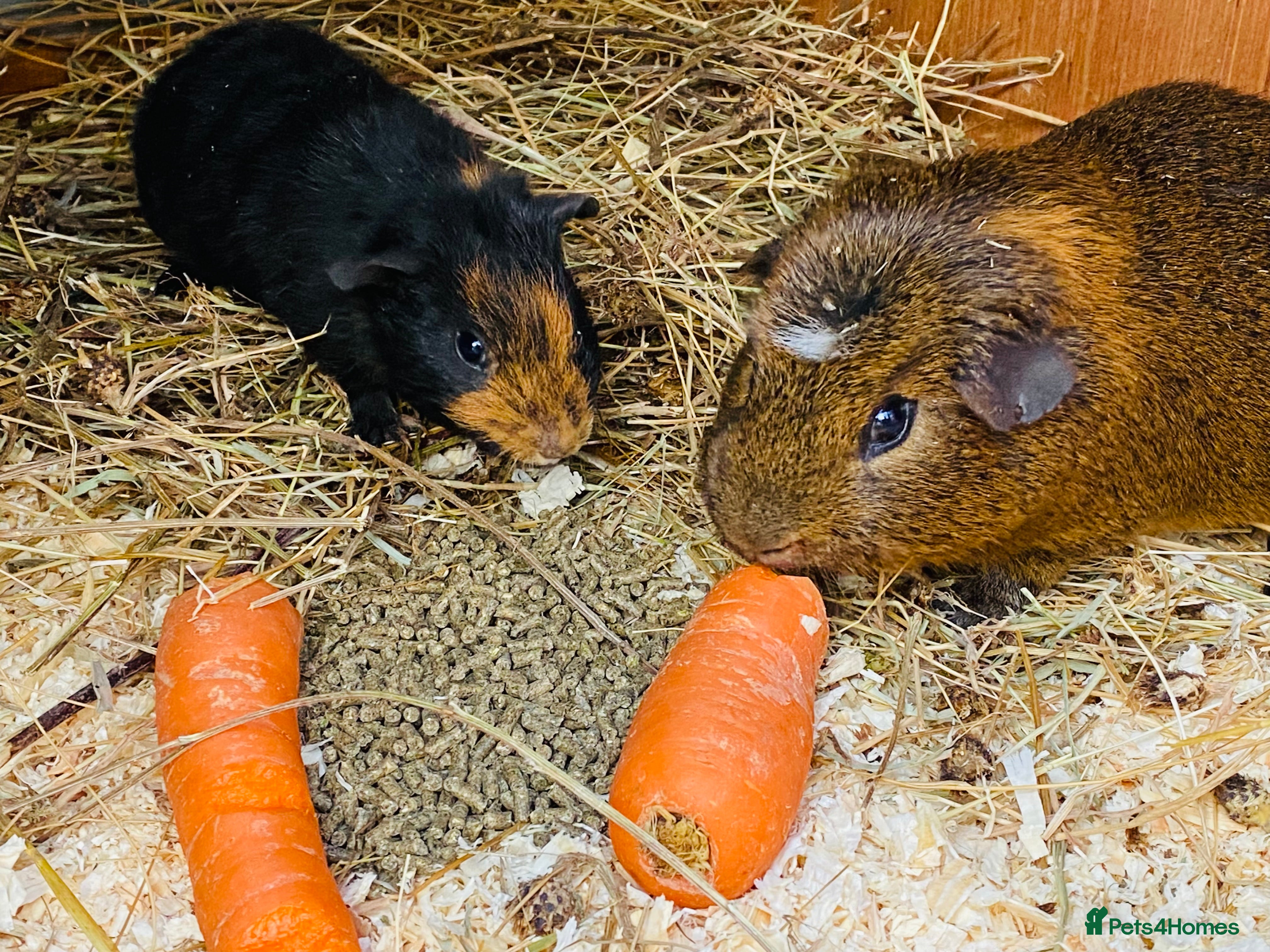 Guinea Pig rodents Big bro lil bro pair of young baby boys - Advert 16