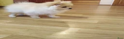 Pomeranian dogs for sale: Beautiful white cream Pomeranian puppies - Advert 12