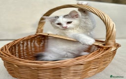 Siberian cats for sale: TICA Siberian Kittens Hypoallergenic Family Raised - Image 12