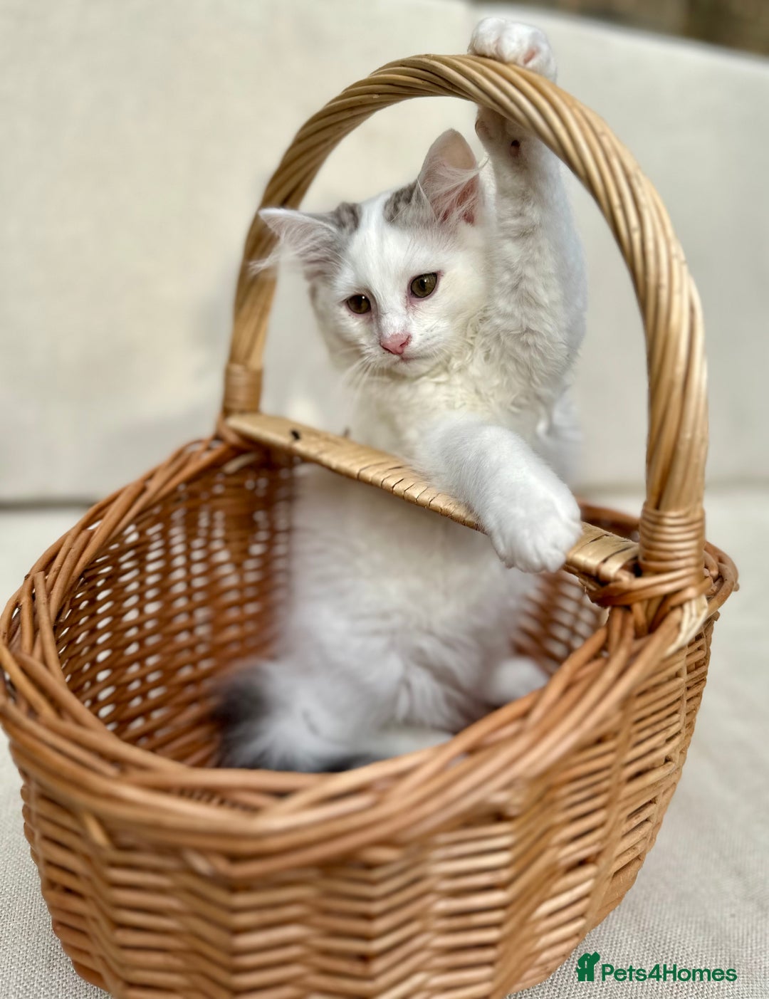 Siberian cats for sale: TICA Siberian Kittens Hypoallergenic Family Raised - Image 12