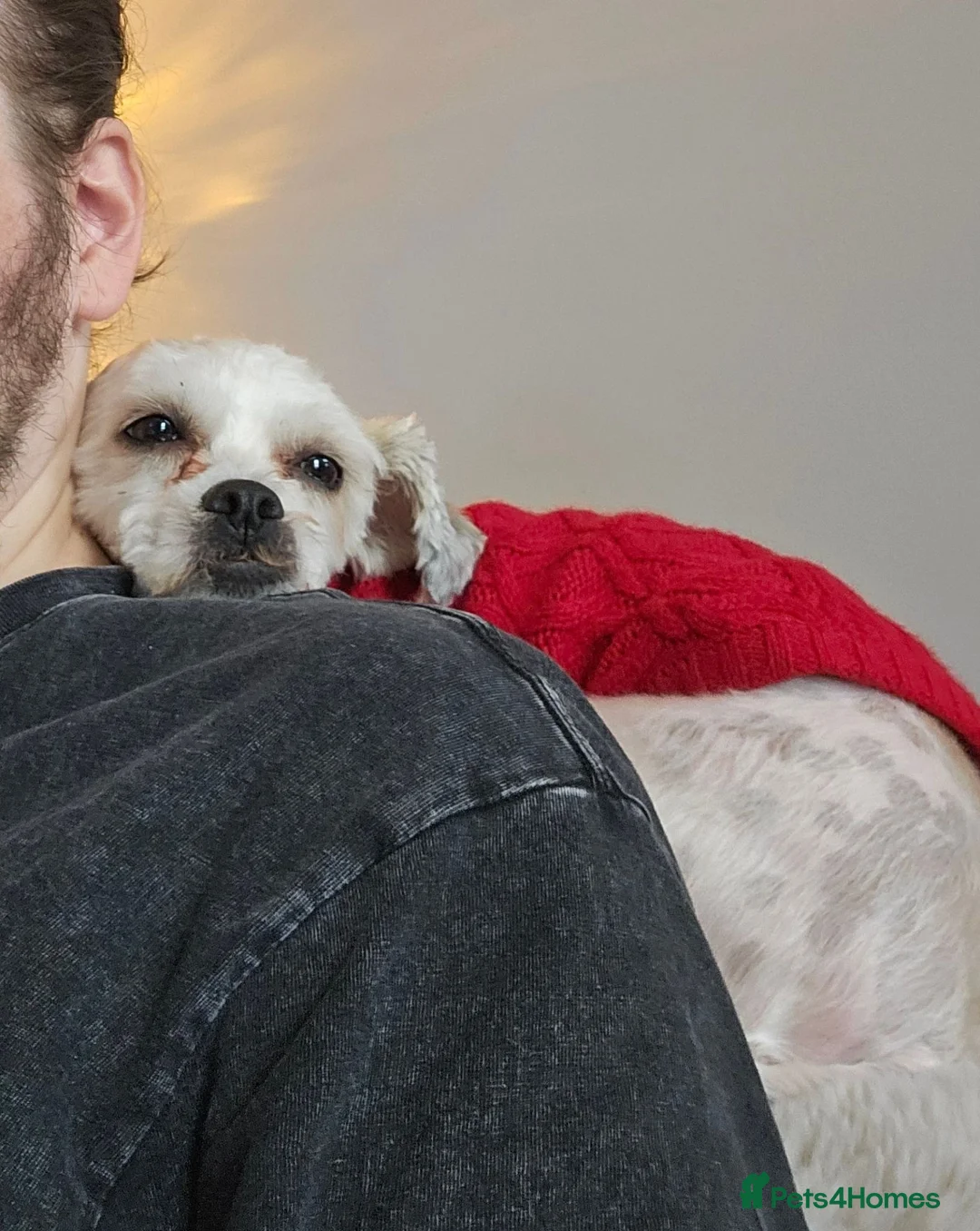 Mixed Breed dogs for sale: Whinnie - Advert 2