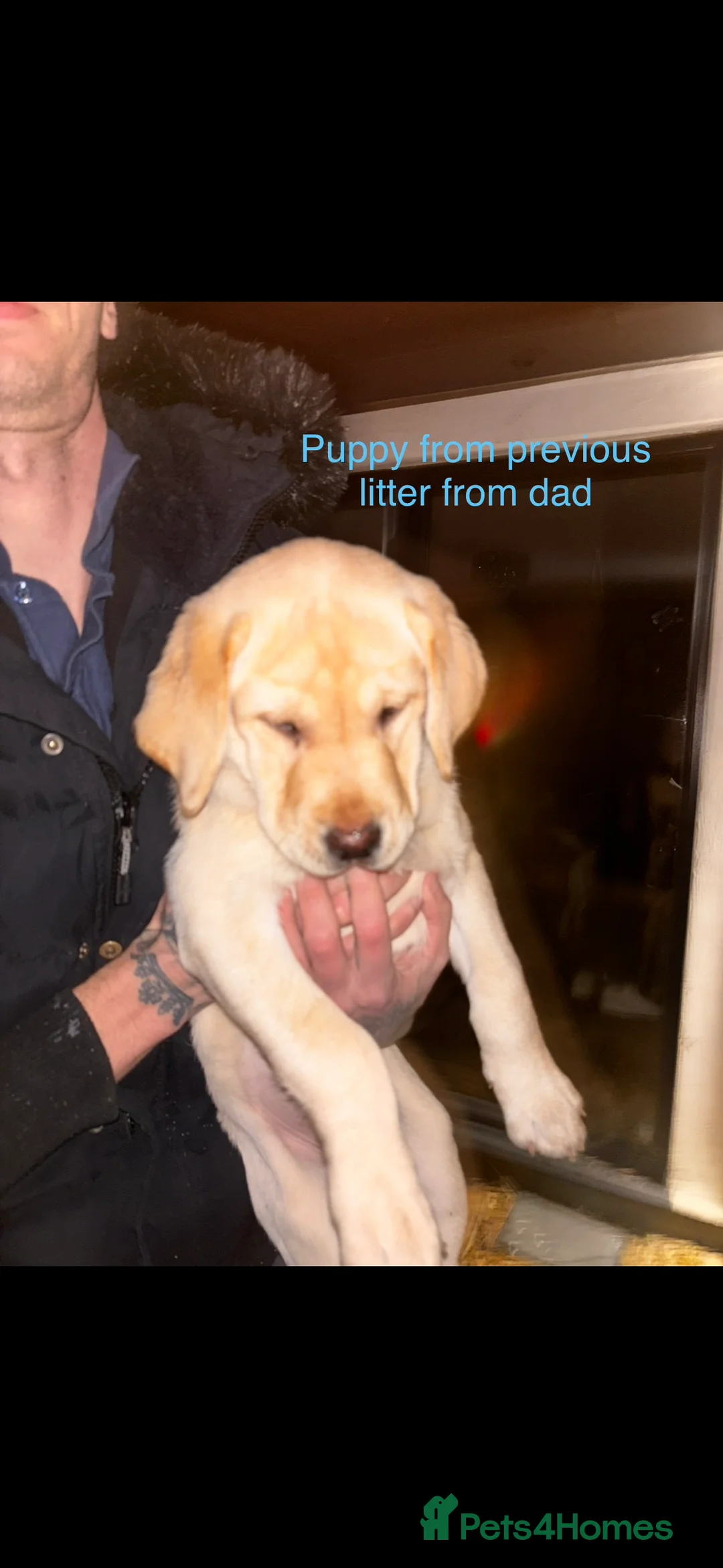 Labrador Retriever dogs for sale: Gorgeous Lab pups - Waiting List Open - Advert 7