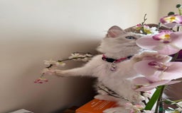 Ragdoll cats for sale: The Last Adorable Girl Ragdoll - Image 2