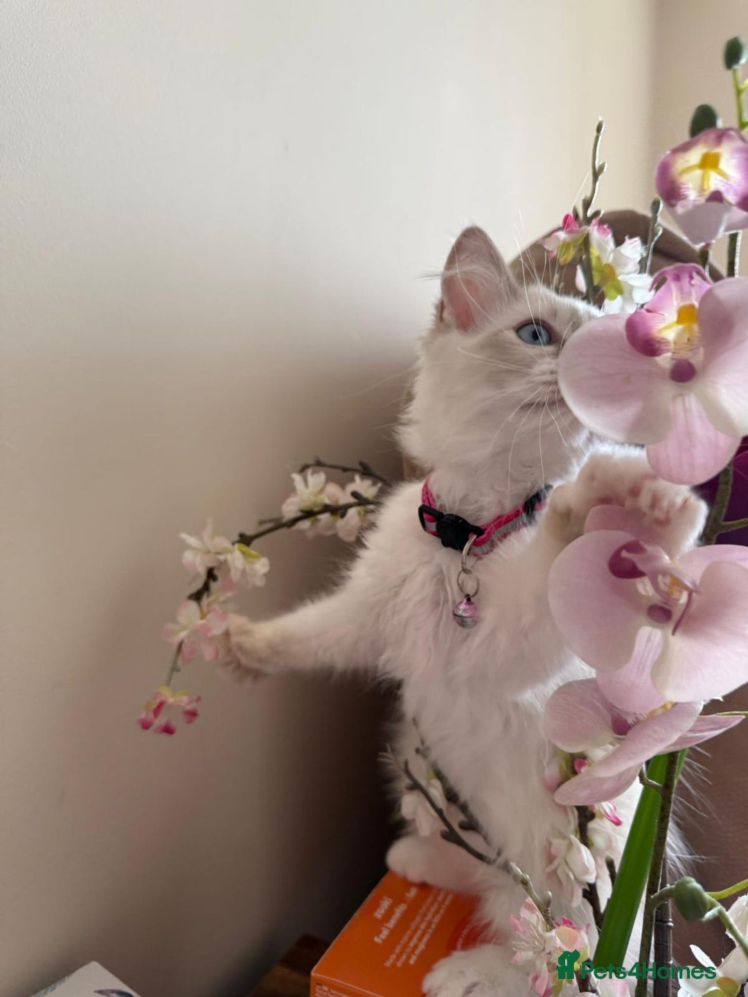 Ragdoll cats for sale: The Last Adorable Girl Ragdoll - Image 2