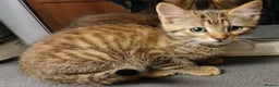 Bengal cats for sale: Cute mixed bangle kittens  - Advert 4