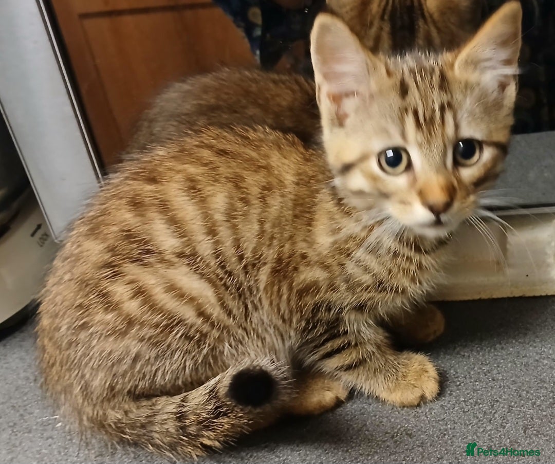 Bengal cats for sale: Cute mixed bangle kittens  - Advert 4
