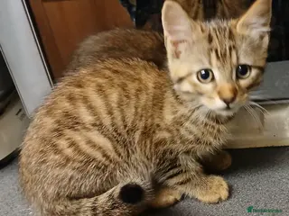 Bengal cats Cute mixed bangle kittens - Advert 13