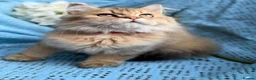 British Longhair cats for sale: British Longhair adorable golden kitten TICA - Advert 17