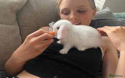 Mini Lop rabbits for sale: Beautiful mini lop babies - super temperaments - Image 5
