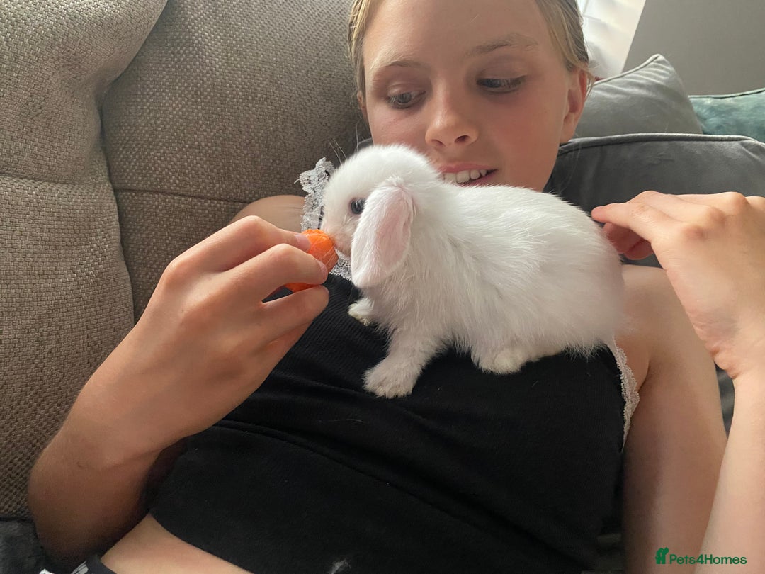Mini Lop rabbits for sale: Beautiful mini lop babies - super temperaments - Image 5