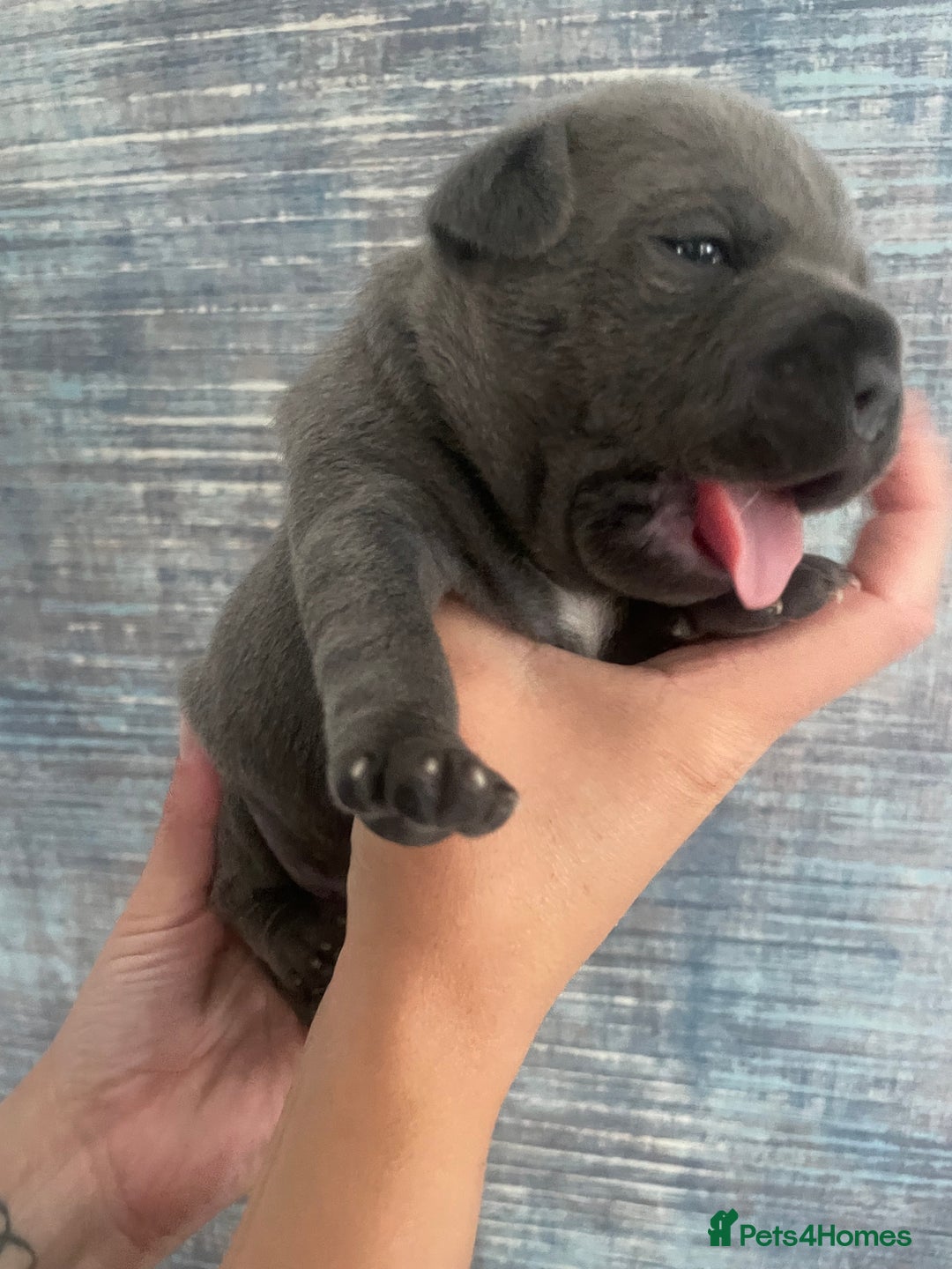 Staffordshire Bull Terrier dogs for sale: Blue Staffordshire bull terrier kc registered ❗️ - Image 16